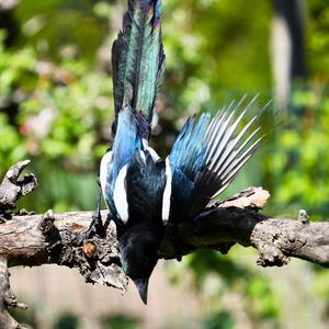 Black-billed Magpie