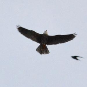 Eurasian Hobby