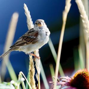 House Sparrow