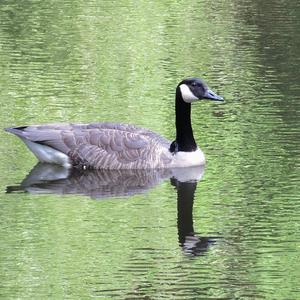 Canada Goose