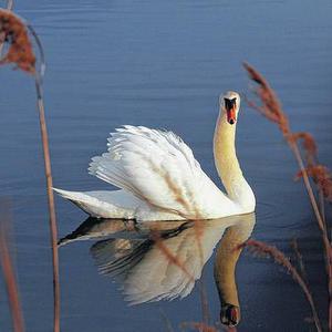 Mute Swan