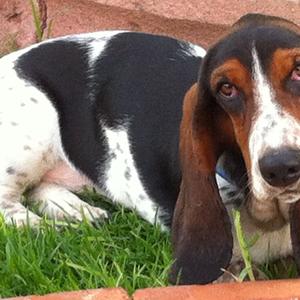 Basset Hound