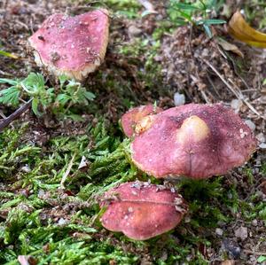 Unknown Species