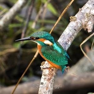 Common Kingfisher