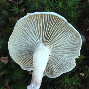 Anise-scented Clitocybe