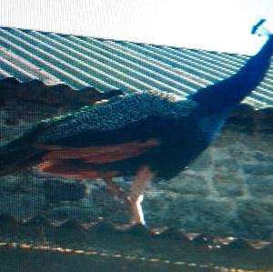 Indian Peafowl