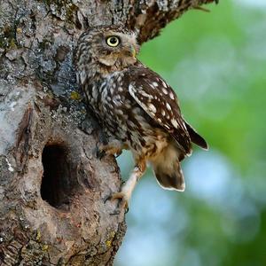 Little Owl