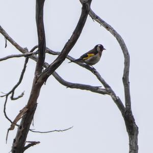 European Goldfinch