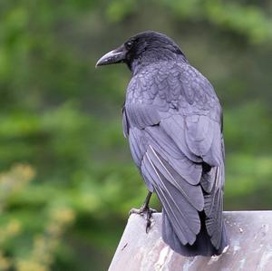 Carrion Crow