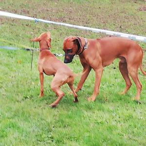 Rhodesian Ridgeback