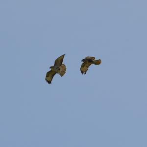 Common Buzzard