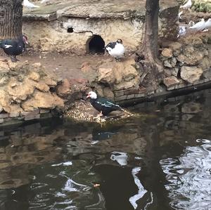 Muscovy Duck