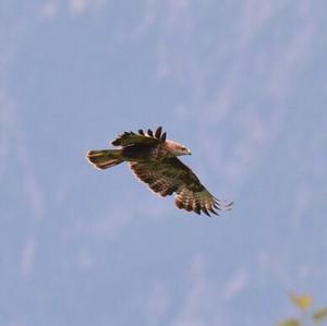 Common Buzzard