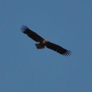 White-tailed Eagle