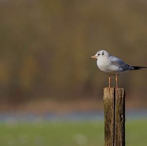 Black-headed Gull