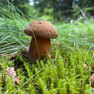 Dotted-stem Bolete