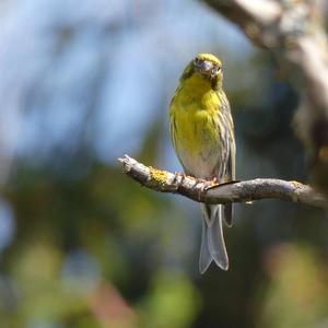 European Serin