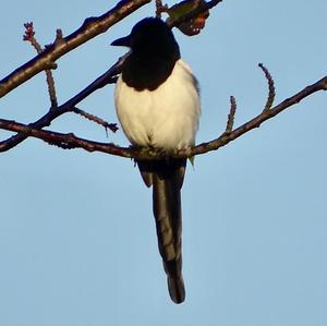 Black-billed Magpie