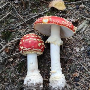 Fly Agaric