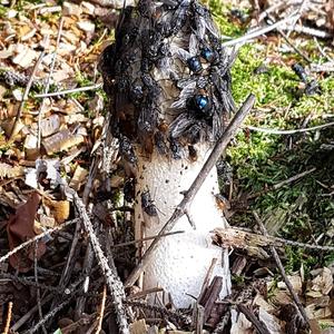 Stinkhorn, Common