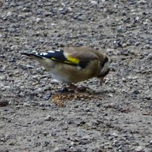 European Goldfinch