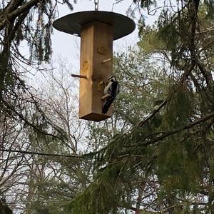 Downy Woodpecker