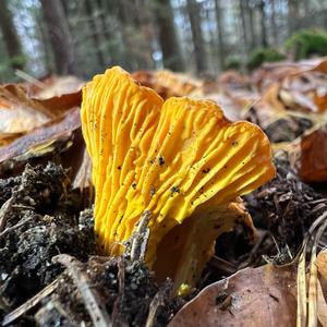 Chanterelle, Common