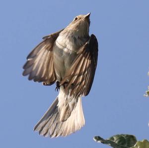 Spotted Flycatcher