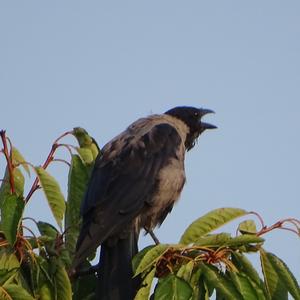 Hooded Crow