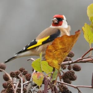 European Goldfinch