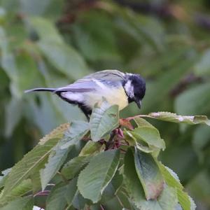 Great Tit