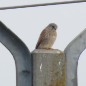 Common Kestrel