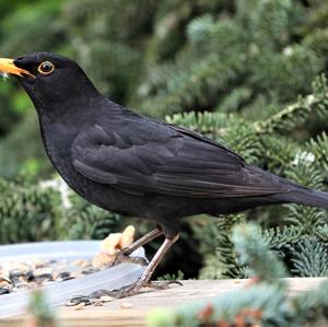 Eurasian Blackbird