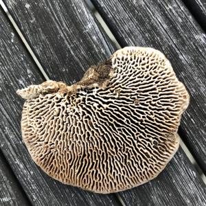 Thick-maze Oak polypore