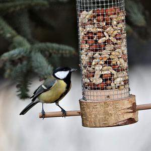 Great Tit