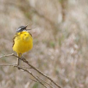 Yellow Wagtail