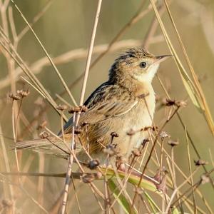 Zitting Cisticola