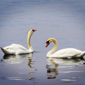 Mute Swan