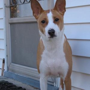 Basenji