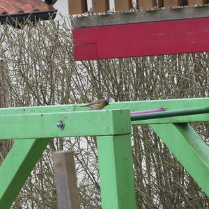 Common Redstart