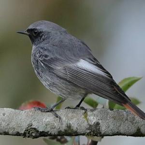 Black Redstart