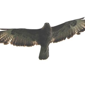 Common Buzzard