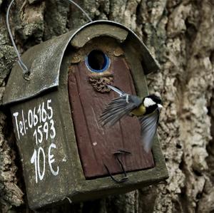 Great Tit