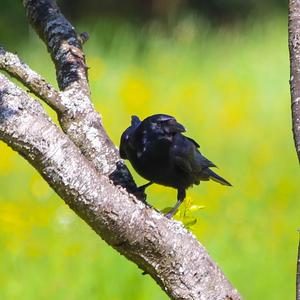 Carrion Crow