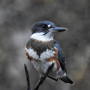 Belted Kingfisher