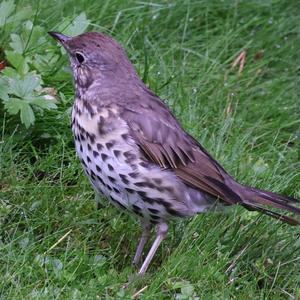 Song Thrush