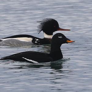 Black Scoter