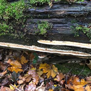 Thick-maze Oak polypore