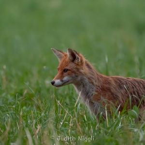 Red Fox