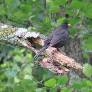 Eurasian Blackbird